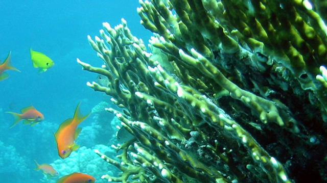 Blessures de corail : attention danger !