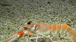 Des langoustines pour lutter contre la bilharziose