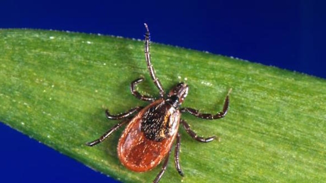 La tique Ixodes ricinus est le vecteur de la maladie de Lyme