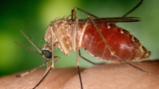 Le moustique de genre Culex est vecteur du virus du Nil occidental