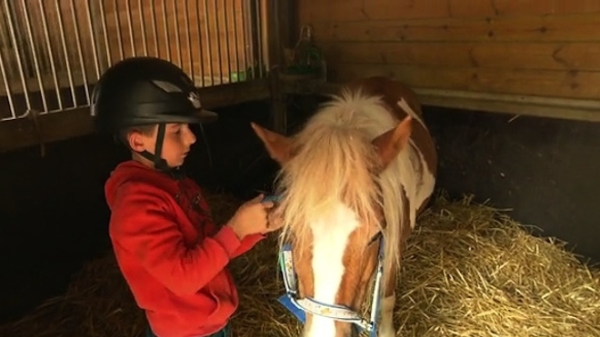 Médiation animale, zoothérapie : se soigner au contact des animaux