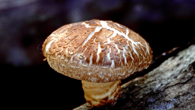 Le Shiitaké est un champignon parfumé très utilisé dans les plats asiatiques.
