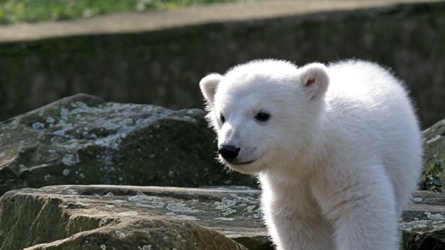 L'ours Knut est mort d'une maladie que l'on croyait humaine