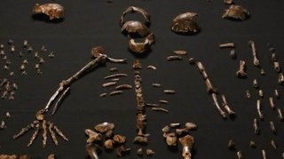 Homo naledi, une espèce du genre humain inconnue ?