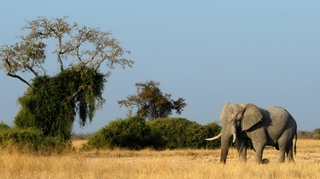 Comment les éléphants trompent le cancer