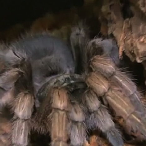 Phobies, morsures... Quand l'araignée devient un cauchemar