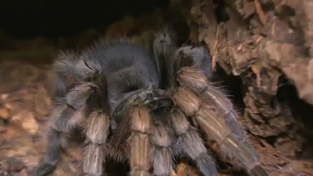 Phobies, morsures... Quand l'araignée devient un cauchemar