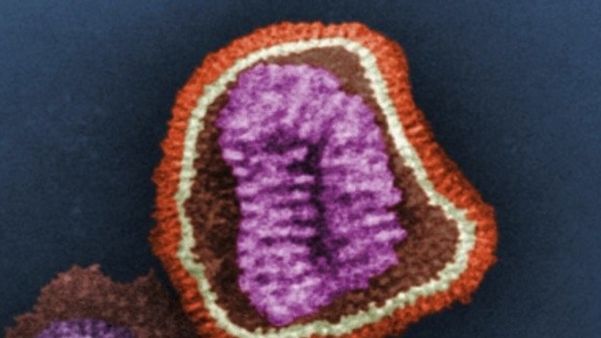 Virus de la grippe (illustration).