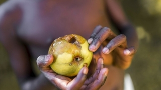 Sécurité alimentaire : 125 pays participent à la première conférence internationale