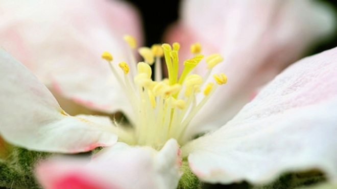 Le nectar des fleurs modifie la transmission du paludisme