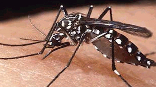 Virus Zika : plusieurs cas importés en Europe continentale
