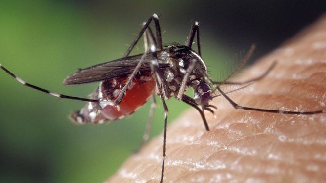 Des voyageurs infectés par Zika de retour en France métropolitaine, mais aucun risque d'épidémie