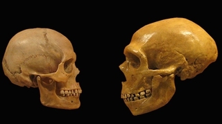 Le chromosome Y de l'homme de Néandertal séquencé
