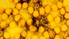 Épidémie de fièvre jaune en Angola