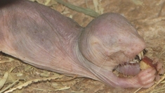 Premiers cas de cancers chez l'étonnant rat-taupe nu : une aubaine pour la recherche ?