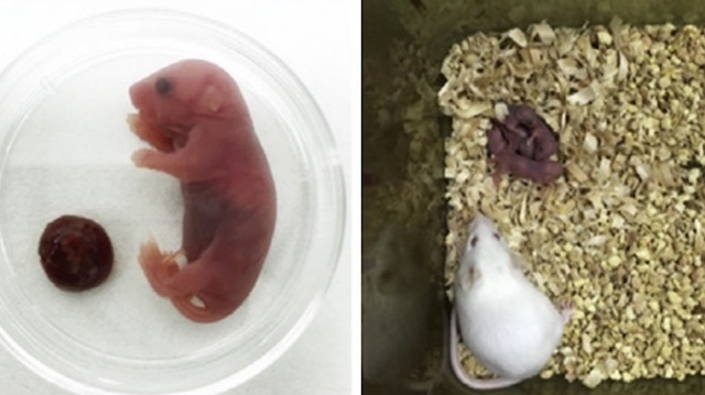 Naissance de souris issues de sperme créé in vitro