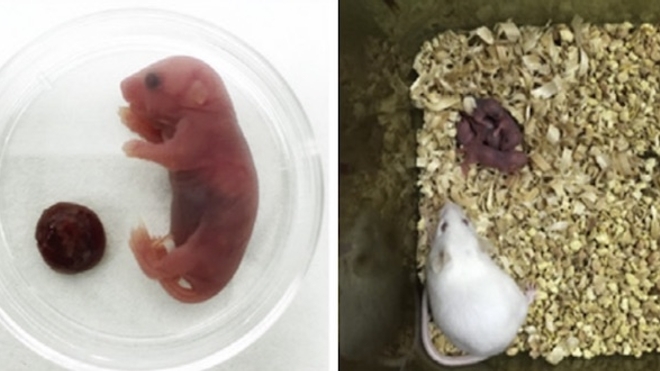 A gauche, un des souriceaux nés de l'expérience. A droite, cinq de ces souriceaux en compagnie d'une souris adulte. (source : Cell Stem Cell)