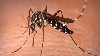 Dengue : deux nouveaux décès en Nouvelle-Calédonie