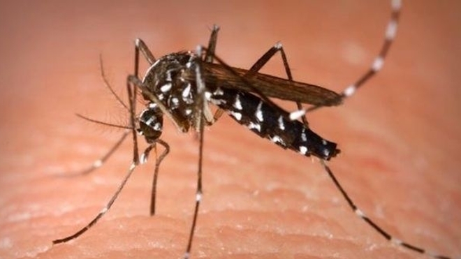 Nouvelle-Calédonie : fin de l'épidémie de dengue