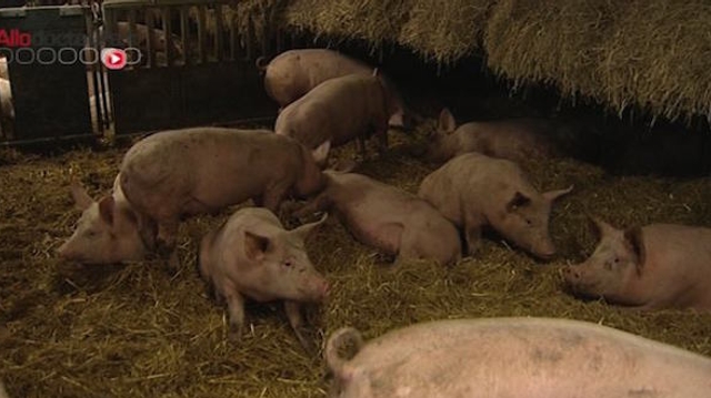 Le Parlement européen veut réduire les antibiotiques dans les élevages