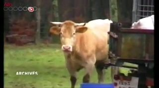 Un premier cas de vache folle confirmé en France