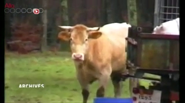 Un premier cas de vache folle confirmé en France