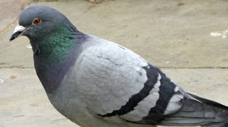 Insolite : des pigeons pour surveiller la pollution au plomb