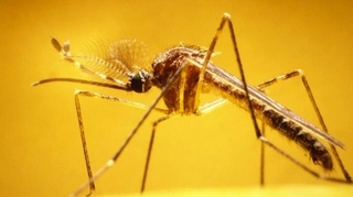 Zika pourrait être transmis par un moustique très répandu