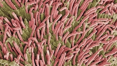 Vieux de 100 millions d’années, des microbes reviennent à la vie