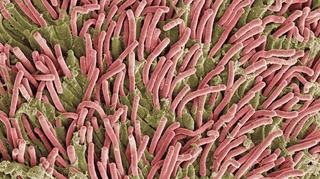 Des bactéries préhistoriques seraient présentes dans nos intestins