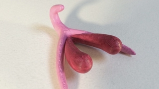 Le premier clitoris imprimé en 3D