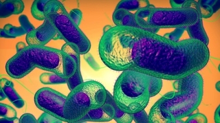 Une bactérie résistante aux antibiotiques gagne du terrain en Italie