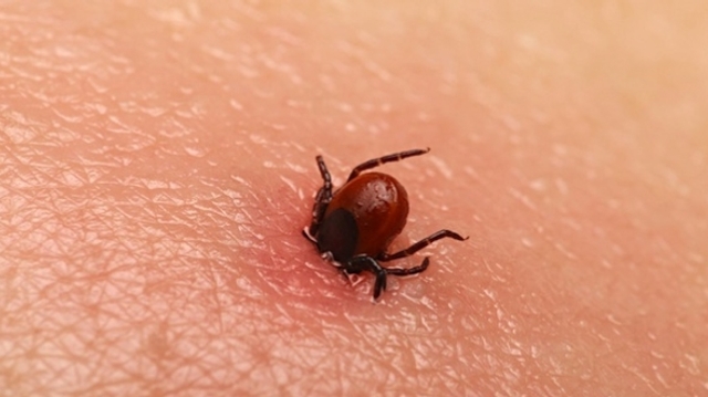 Maladie de Lyme : quelle place pour les tests biologiques ?