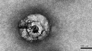 Voici à quoi ressemble (vraiment) le virus de l’hépatite C