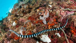 Un antidouleur dans le venin du serpent corail