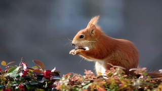 Royaume-Uni : des écureuils sont porteurs de la lèpre