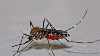 Dengue : premier mort en Nouvelle Calédonie