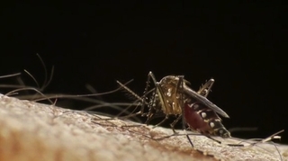 Dengue : La Réunion déclenche le niveau 4 du plan Orsec