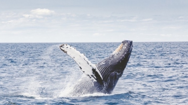 "Blue whale challenge" : l'escalade vers le suicide