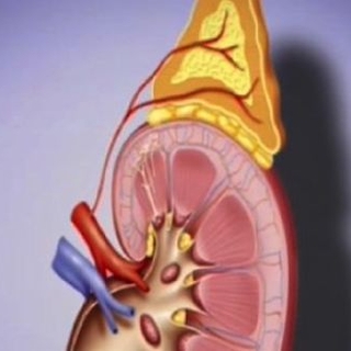 Dérèglement hormonal : et si c'était les surrénales ?