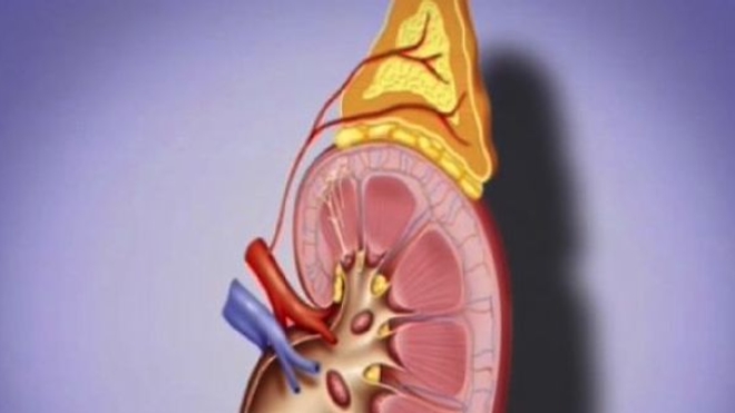 Dérèglement hormonal : et si c'était les surrénales ?