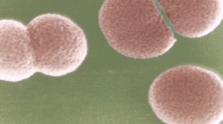 Méningite : la bactérie qui a sévi 10 ans à Dieppe livre ses secrets