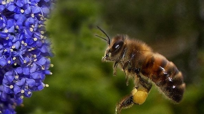 Deux études de terrain confirment la nocivité des néonicotinoïdes pour les abeilles