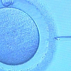 Révision de la loi bioéthique : la question des recherches autour de la reproduction