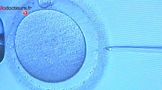 Une équipe américaine a génétiquement modifié des embryons