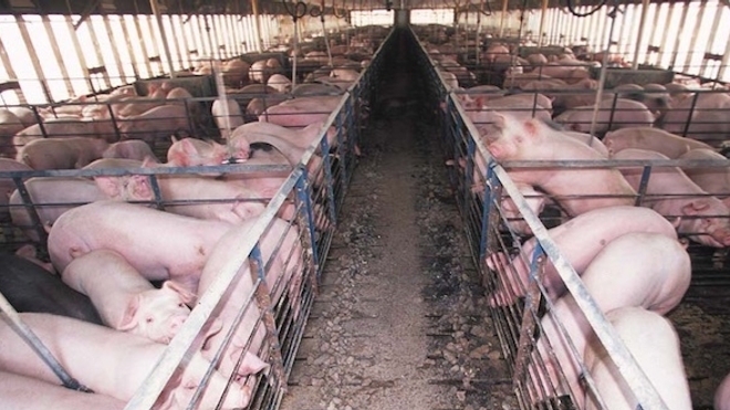 Cas de peste porcine à la frontière belge : une ”zone blanche” sera vidée de sangliers