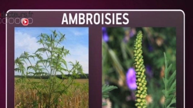 Allergies : alerte à l'ambroisie en Auvergne-Rhône-Alpes