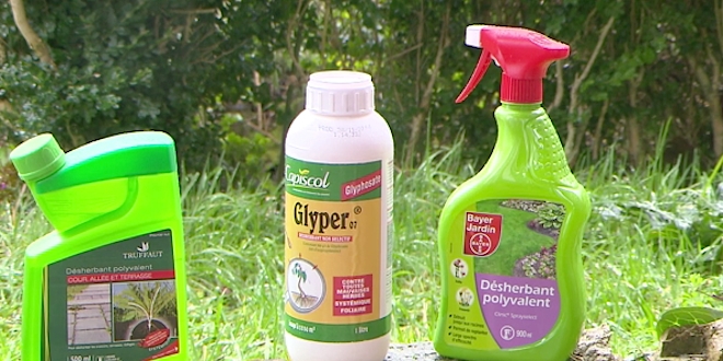 Des produits de jardinage incorporant la molécule glyphosate. La substance chimique est entrée dans le domaine public depuis 2000.