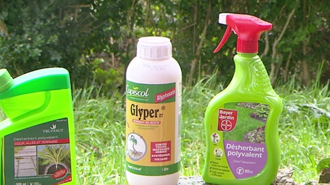 Le glyphosate est l'herbicide le plus utilisé au monde, via le Roundup de Monsanto.