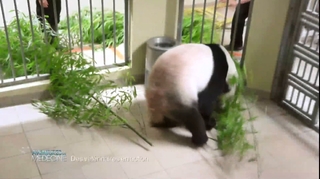 Baptême du bébé panda : revoir les images de sa naissance